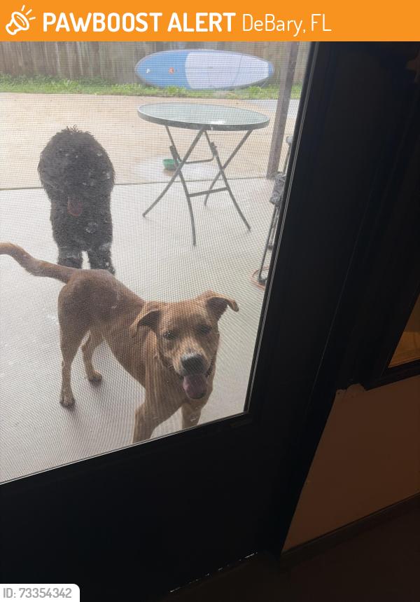 Found/Stray Male Dog last seen DeBary Drive, DeBary, FL 32713