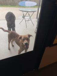 Found/Stray Male Dog last seen DeBary Drive, DeBary, FL 32713
