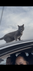 Reunited Male Cat last seen Marron Cir & Easterday, Albuquerque, NM 87112