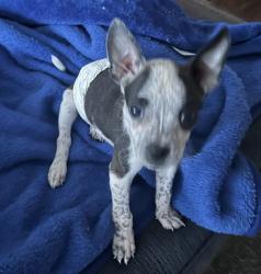 Lost Male Dog last seen Jurupa valley, Jurupa Valley, CA 91752