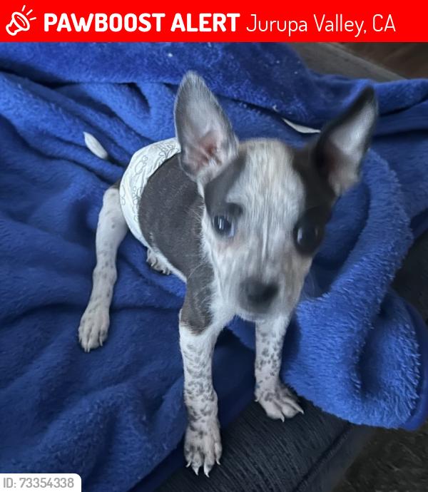 Lost Male Dog last seen Jurupa valley, Jurupa Valley, CA 91752