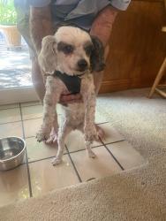 Found/Stray Female Dog last seen Bell Street and I 40, Amarillo, TX 79106