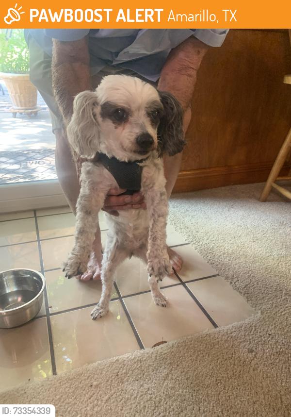 Found/Stray Female Dog last seen Bell Street and I 40, Amarillo, TX 79106