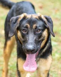 Shelter Stray Female Dog last seen Near Buford Hwy NE, Atlanta, GA 30329, 30329, GA, 3280 Chamblee Dunwoody Rd, Chamblee, GA 30341, USA