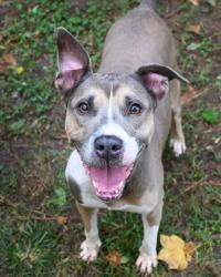 Shelter Stray Female Dog last seen Near WHITEHALL FOREST CT, 30316, GA, 3280 Chamblee Dunwoody Rd, Chamblee, GA 30341, USA