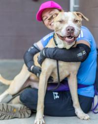 Shelter Stray Male Dog last seen Near Wyndam Dr Stone Mountain, GA 30088, 30088, GA, 3280 Chamblee Dunwoody Rd, Chamblee, GA 30341, USA