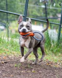 Shelter Stray Male Dog last seen Near Statler Dr, 30035, GA, 3280 Chamblee Dunwoody Rd, Chamblee, GA 30341, USA