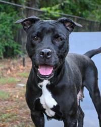 Shelter Stray Female Dog last seen , , GA, 3280 Chamblee Dunwoody Rd, Chamblee, GA 30341, USA