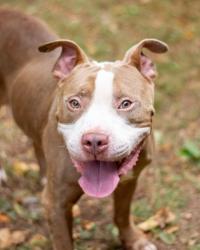 Shelter Stray Male Dog last seen Near Creekview Ct, Scottdale, GA 30079, 30079, GA, 3280 Chamblee Dunwoody Rd, Chamblee, GA 30341, USA
