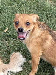 Found/Stray Male Dog last seen Near West Arapahoe and Navajo Street, Salt Lake City, UT 84104
