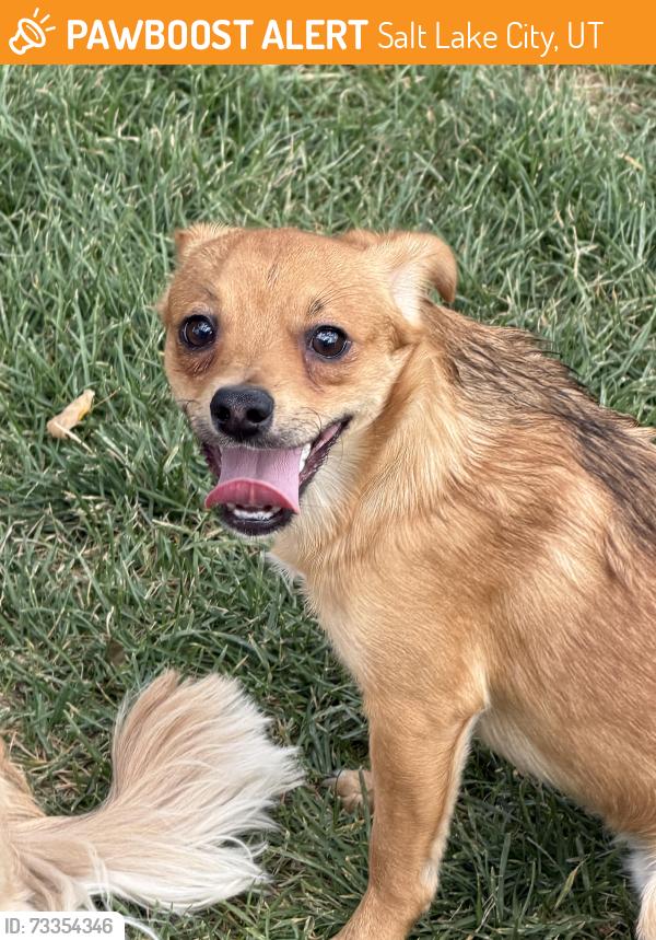 Found/Stray Male Dog last seen Near West Arapahoe and Navajo Street, Salt Lake City, UT 84104