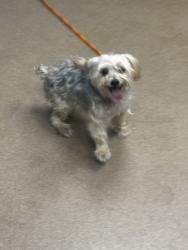 Shelter Stray Male Dog last seen Near Giles Rd Lithonia, 30058, 30058, GA, 3280 Chamblee Dunwoody Rd, Chamblee, GA 30341, USA