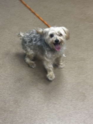 Shelter Stray Male Dog last seen Near Giles Rd Lithonia, 30058, 30058, GA, 3280 Chamblee Dunwoody Rd, Chamblee, GA 30341, USA