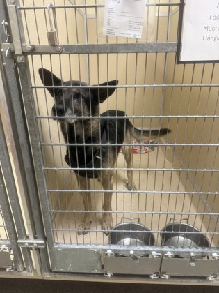 Shelter Stray Male Dog last seen Near N Verity Parkway, Middletown, OH, 1820 Princeton Rd, Hamilton, OH 45011, USA