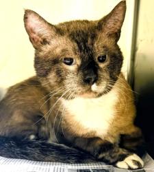 Shelter Stray Male Cat last seen Near Gardenia Ave, North Myrtle Beach, SC, 409 Bay St, North Myrtle Beach, SC 29582, USA