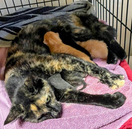 Shelter Stray Female Cat last seen 28th Avenue South, North Myrtle Beach, SC, 409 Bay St, North Myrtle Beach, SC 29582, USA