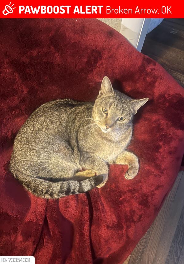 Lost Male Cat last seen 81st & Elm, Broken Arrow, OK 74012