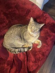 Lost Male Cat last seen 81st & Elm, Broken Arrow, OK 74012