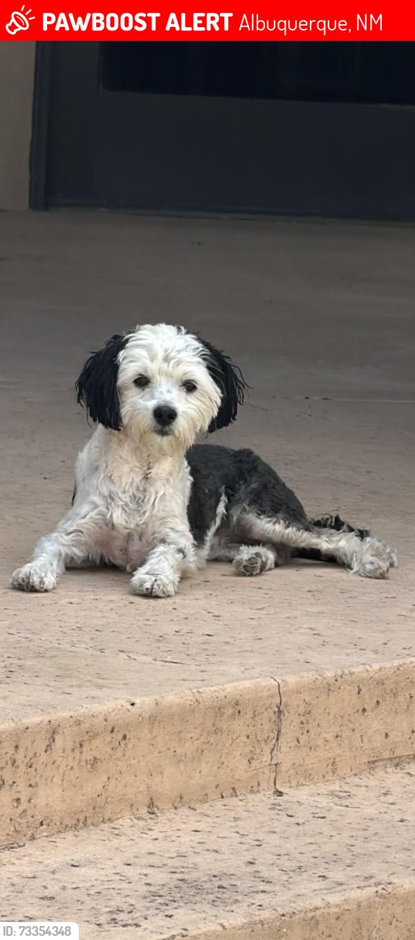 Lost Female Dog last seen Oakland and Ventura, Albuquerque, NM 87122