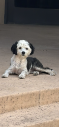 Lost Female Dog last seen Oakland and Ventura, Albuquerque, NM 87122