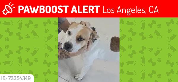 Lost Female Dog last seen Mariano and Woodlake, Los Angeles, CA 91367