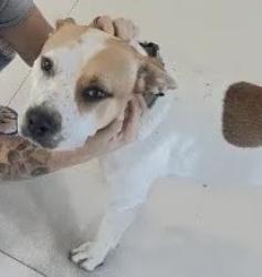 Lost Female Dog last seen Mariano and Woodlake, Los Angeles, CA 91367