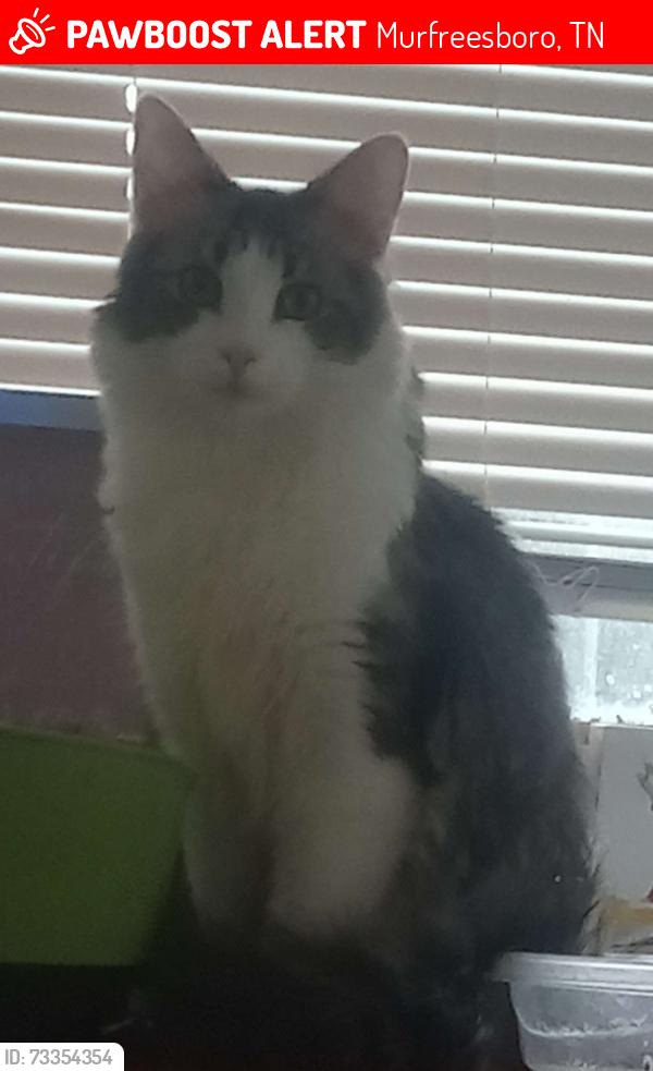 Lost Male Cat last seen Imperial Garden, Murfreesboro, TN 37130