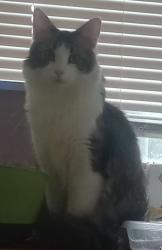 Lost Male Cat last seen Imperial Garden, Murfreesboro, TN 37130
