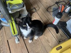 Found/Stray Male Cat last seen road south 2, near the texaco and dollar general, Cartersville, GA 30120