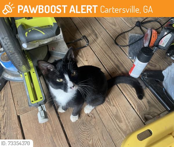 Found/Stray Male Cat last seen road south 2, near the texaco and dollar general, Cartersville, GA 30120
