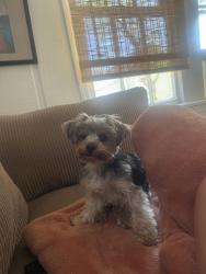 Reunited Female Dog last seen Near Onondaga Circle, Langston, AL 35755