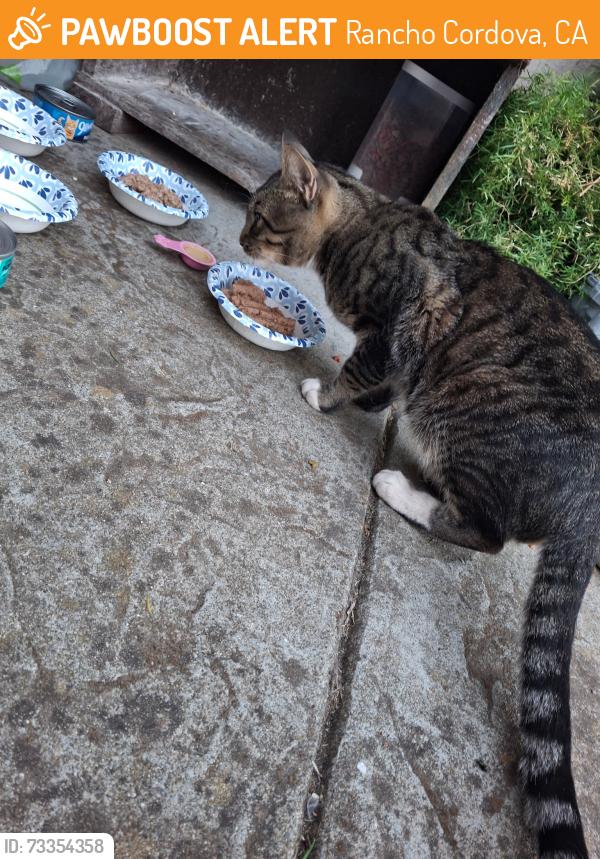 Found/Stray Male Cat last seen Misty Morning Circle and Ellenwood, Rancho Cordova, CA 95827