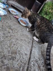 Found/Stray Male Cat last seen Misty Morning Circle and Ellenwood, Rancho Cordova, CA 95827