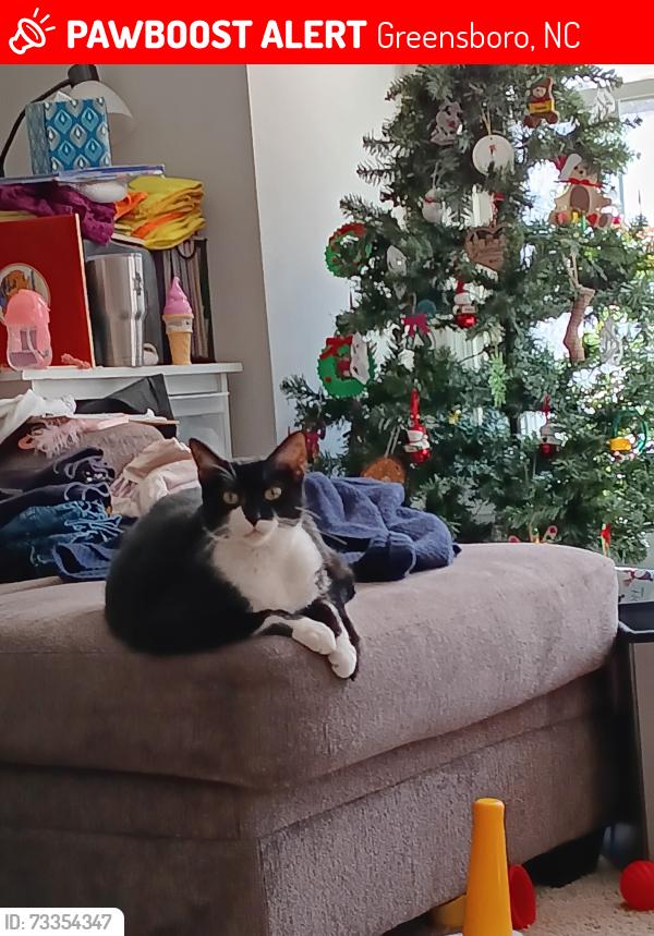 Lost Male Cat last seen The Avenue apmts, Greensboro, NC 27410