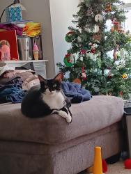 Lost Male Cat last seen The Avenue apmts, Greensboro, NC 27410