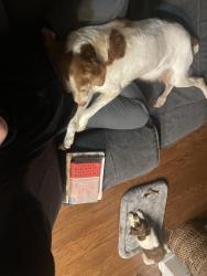 Lost Male Dog last seen Riverside Neighborhood, Holly Springs, GA 30188