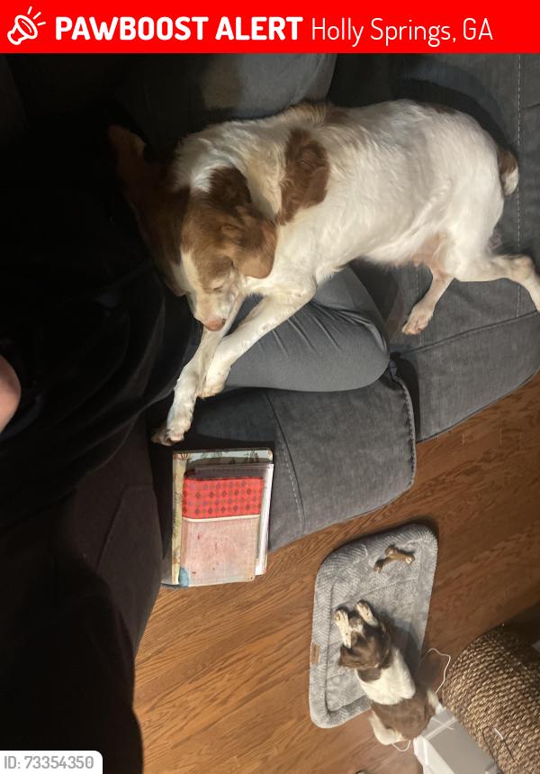 Lost Male Dog last seen Riverside Neighborhood, Holly Springs, GA 30188