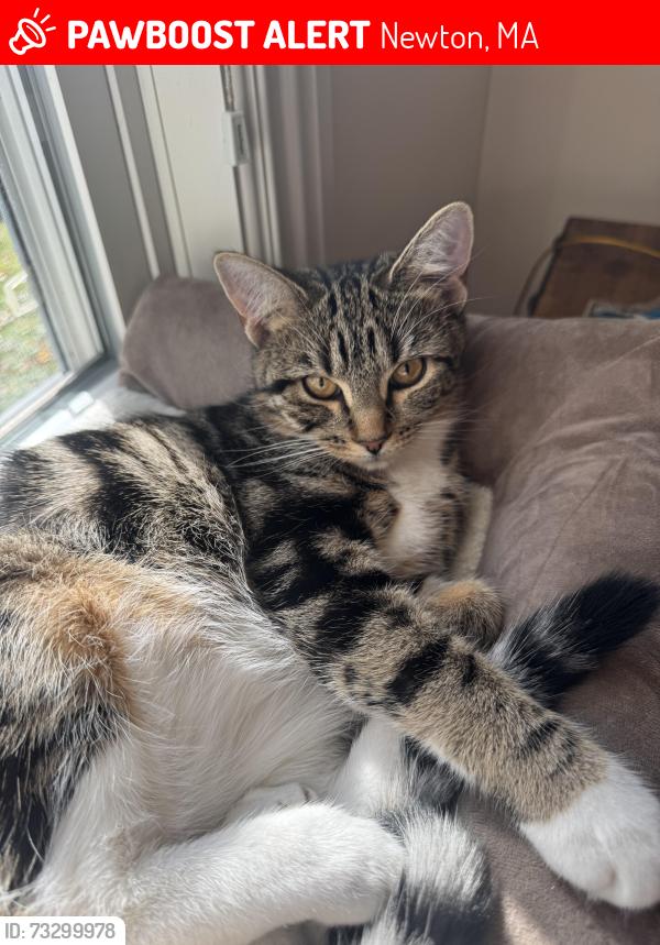 Lost Female Cat last seen Near floral st Newton ma, Newton, MA 02461