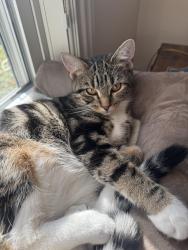 Lost Female Cat last seen Near floral st Newton ma, Newton, MA 02461