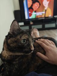 Lost Female Cat last seen 122nd and Harold St, Portland, OR 97266
