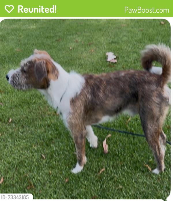 Reunited Male Dog last seen Via Arribo and Las Pisadas, Rancho Santa Margarita, CA 92688