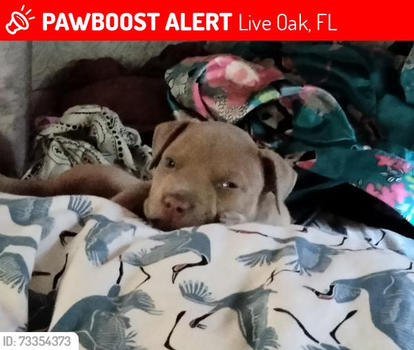 Lost Female Dog last seen 217th rd and 148th, Live Oak, FL 32060