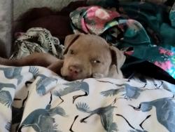 Lost Female Dog last seen 217th rd and 148th, Live Oak, FL 32060