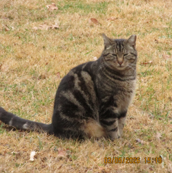 Lost Male Cat last seen Winding Way, Silverton, Amberley OH, Cincinnati, OH 45236