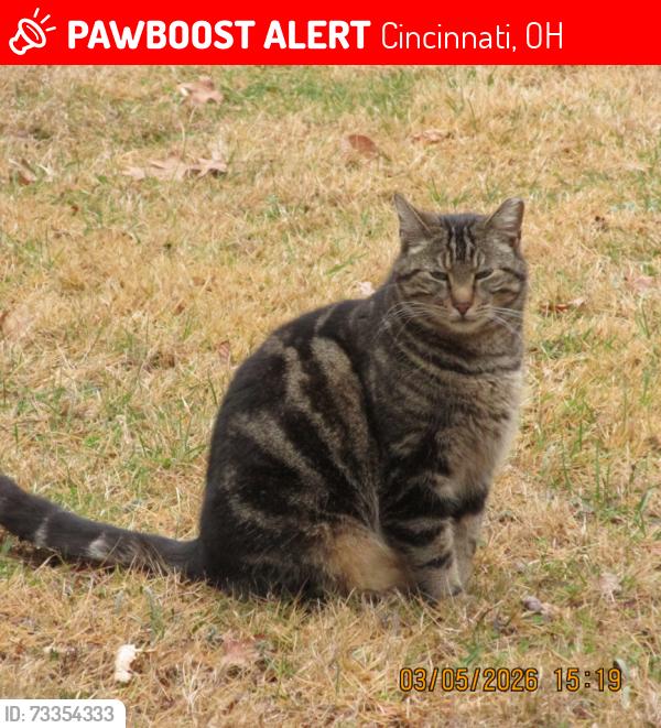 Lost Male Cat last seen Winding Way, Silverton, Amberley OH, Cincinnati, OH 45236