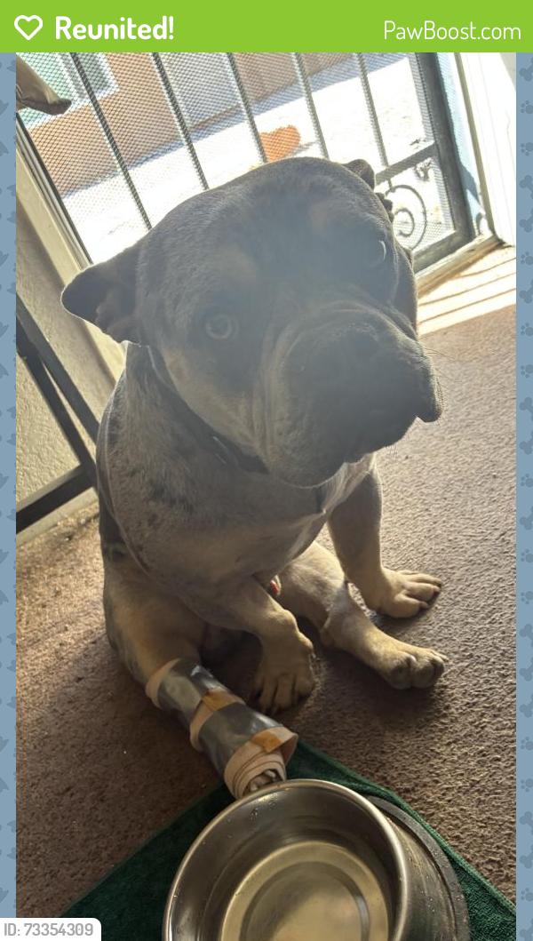 Reunited Male Dog last seen Near Olalee Rd, Apple Valley, CA 92307, USA, Apple Valley, CA 92307
