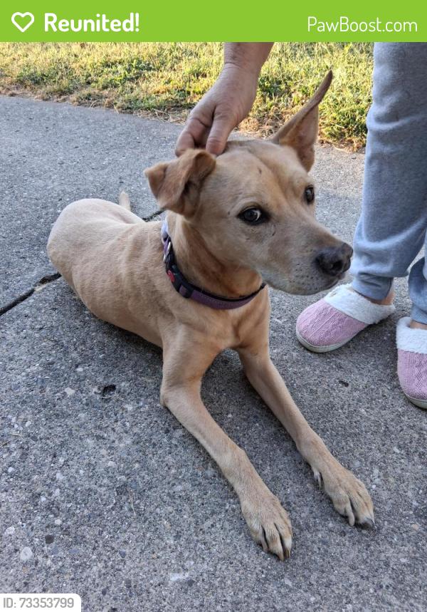 Reunited Female Dog last seen 24th Avenue & Southern Avenue, Beech Grove, IN 46107