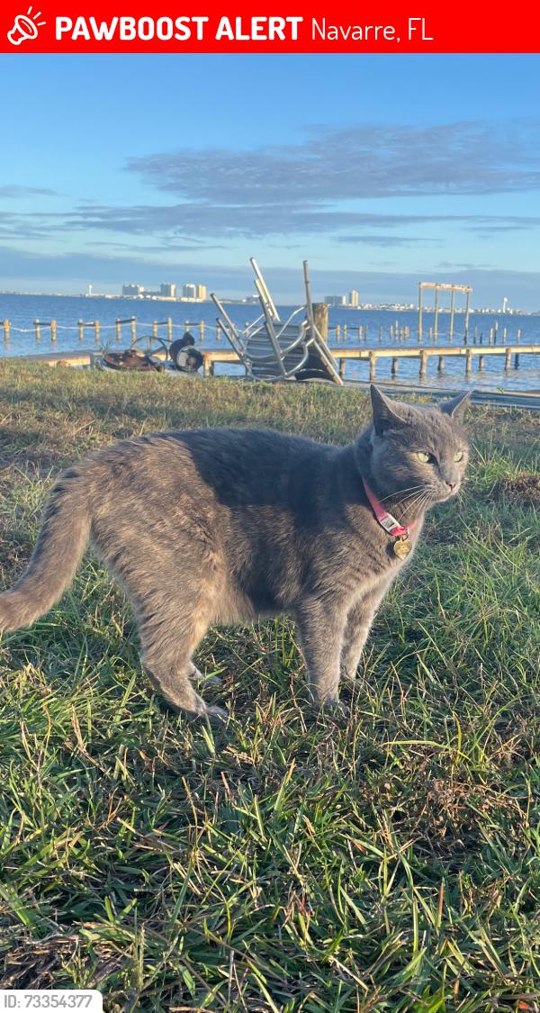 Lost Female Cat last seen Martha’s cove, Navarre, FL 32566