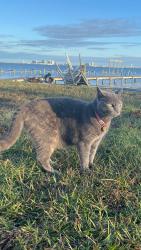 Lost Female Cat last seen Martha’s cove, Navarre, FL 32566