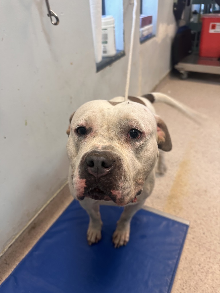 Shelter Stray Female Dog last seen Tompson Square park, Ave B & East 10 St, NEW YORK, NY, 10009, 326 E 110th St, New York, NY 10029, USA